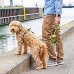 DOG Copenhagen Urban Classic hondenlijn groen – man loopt Goldendoodle aan lijn bij kade, met Pouch Organizer tas