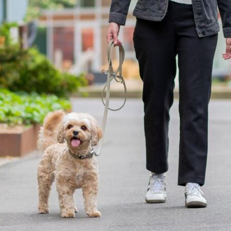DOG Copenhagen Urban Classic: nieuwe halsband en lijn van veganistisch leer 6 DOG Copenhagen Urban Classic hondenlijn – vrouw loopt kleine hond aan lijn op straat in stad