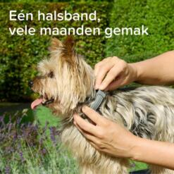 Beaphar Medicinale Halsband Hond & Kat | tot 8 maanden 15 Kleine hond krijgt de Beaphar Medicinale halsband omgedaan in de tuin