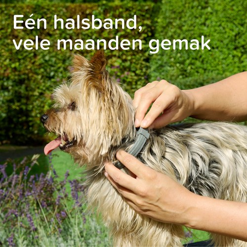 Beaphar Medicinale Halsband Hond & Kat | tot 8 maanden 7 Kleine hond krijgt de Beaphar Medicinale halsband omgedaan in de tuin
