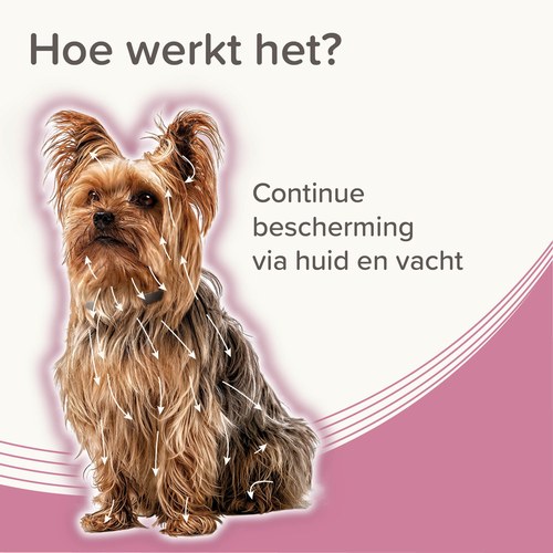 Beaphar Medicinale Halsband Hond & Kat | tot 8 maanden 5 Werking van de Beaphar Medicinale halsband via de huid en vacht van de hond