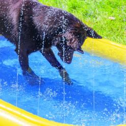 Beeztees Palmy Hondenzwembad met Sprinkler 8 Hond stapt in het ondiepe water van het hondenzwembad met sprinklers