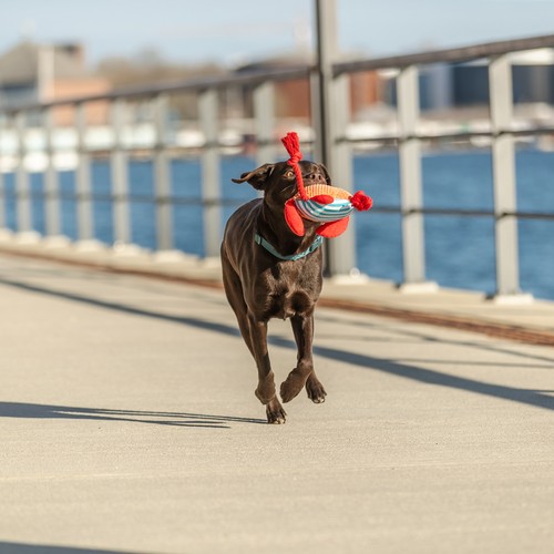 Pluche Krab Hondenspeeltje met Touw en Pieper | Trixie 5 Hond rent met pluche krab hondenspeeltje in de bek langs het water