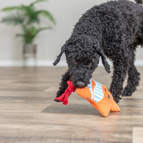 Pluche Hondenspeeltje Zeester met Touw | Geluidloos 5 Hond sjort aan het touw van de pluche zeester hondenspeeltje