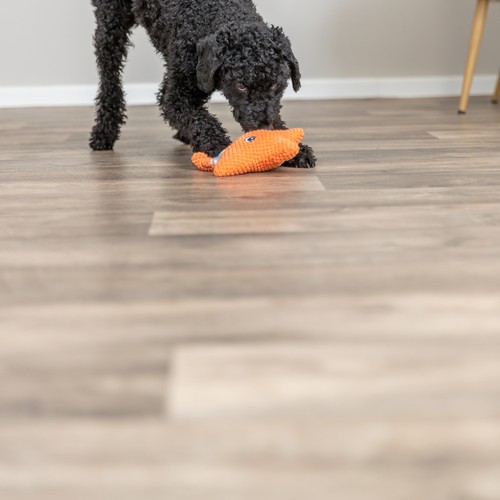 Pluche Hondenspeeltje Zeester met Touw | Geluidloos 6 Zwarte hond speelt met oranje zeester hondenspeeltje op de vloer