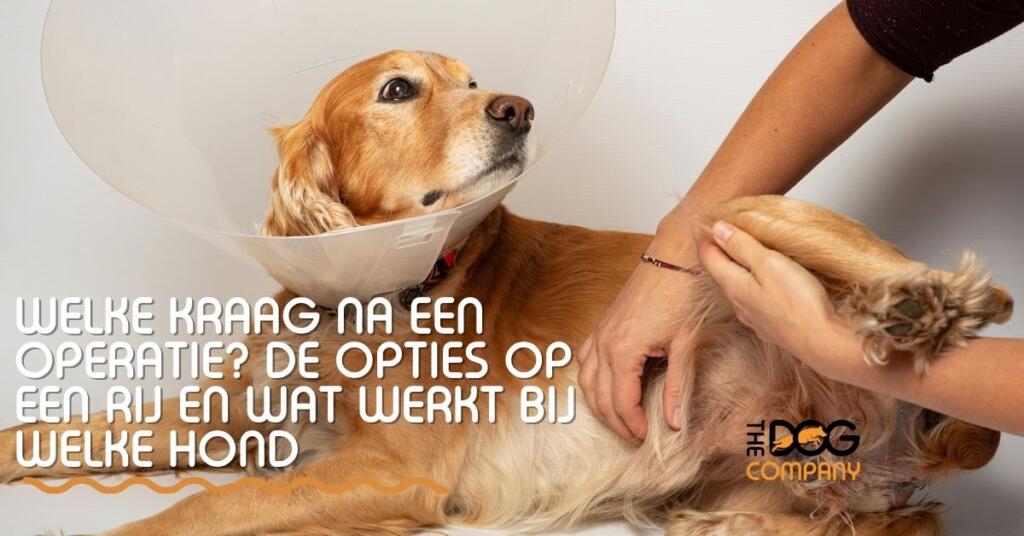 Welke kraag na een operatie? De opties op een rij en wat werkt bij welke hond 1 Welke kraag na een operatie? De opties op een rij en wat werkt bij welke hond