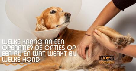 Welke kraag na een operatie? De opties op een rij en wat werkt bij welke hond