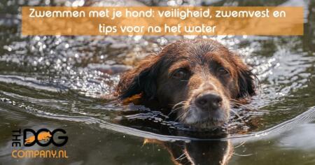 Zwemmen met je hond: veiligheid, zwemvest en tips voor na het water