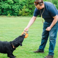 Aero-Tug Hondenfrisbee | Zacht, Drijvend en met Bungee 12 Zwarte labrador trekt aan de Aero-Tug hondenfrisbee die zijn baas vasthoudt