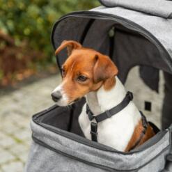 Jack Russell zit in de grijze hondenbuggy en kijkt over de rand naar buiten