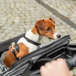 Hond in de buggy gezien vanaf de duwstang, met bekerhouder in beeld