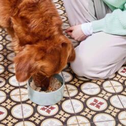 Nutriment Fresh | Vers Hondenvoer, 5 smaken 13 Hond eet vers hondenvoer van Nutriment uit een lichtblauwe voerbak op de keukenvloer
