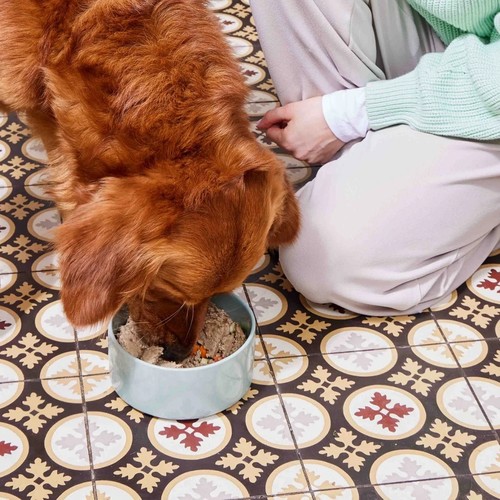 Nutriment Fresh | Vers Hondenvoer, 5 smaken 5 Hond eet vers hondenvoer van Nutriment uit een lichtblauwe voerbak op de keukenvloer