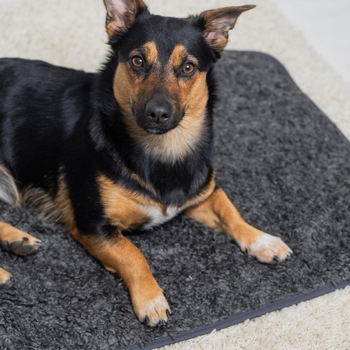 Pomppa Settle Mat | Professionele trainingsmat 8 Pomppa Settle Mat | Professionele trainingsmat - Afbeelding 7