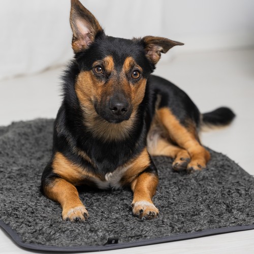 Pomppa Settle Mat | Professionele trainingsmat 9 Pomppa Settle Mat | Professionele trainingsmat - Afbeelding 8