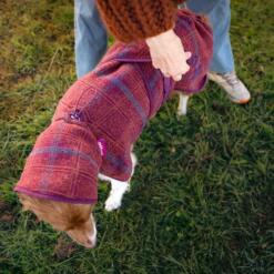 De wollen hondenjas wordt over de rug van de hond getrokken