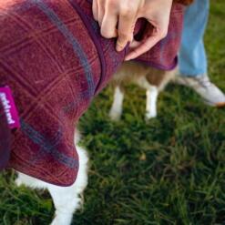 Hond krijgt de wollen hondenjas WooliePomppa aangetrokken in het gras