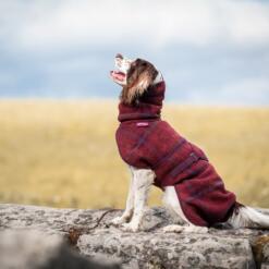Hond zit op een rots in de bordeauxrode wollen hondenjas WooliePomppa