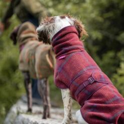 Hond met de hoge kraag van de wollen hondenjas in bordeaux omhoog