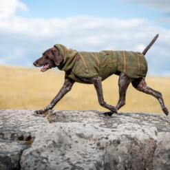 Hond loopt over een rots in de olijfgroene wollen hondenjas WooliePomppa
