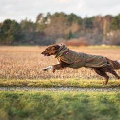 Rennende hond met de olijfgroene wollen hondenjas aan door een veld