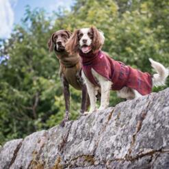 Twee honden op een rots in de wollen hondenjas in bordeaux en olijfgroen