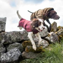 Twee honden springen over stenen in de wollen hondenjas