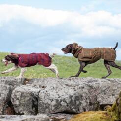 Twee honden lopen achter elkaar over een rots met de wollen hondenjas aan
