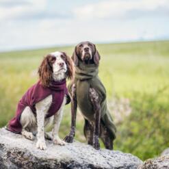 Twee honden op een rots in de bordeauxrode en olijfgroene wollen hondenjas