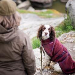 Hond in de bordeauxrode wollen hondenjas tijdens een wandeling met zijn baas