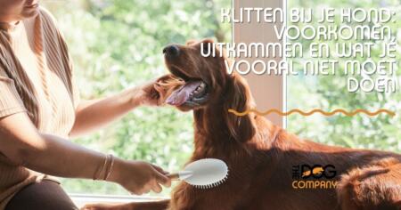 Klitten bij je hond: voorkomen, uitkammen en wat je vooral niet moet doen