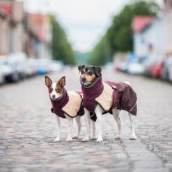 Twee honden dragen de ArcticPomppa hondenjas tijdens een wandeling