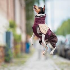 Springende hond in ArcticPomppa hondenwinterjas met volledige bewegingsvrijheid