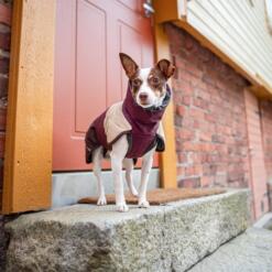 Hond met ArcticPomppa winterjas buiten bij koud weer