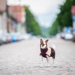 Hond in ArcticPomppa winterjas, vooraanzicht met afgesloten borstpand