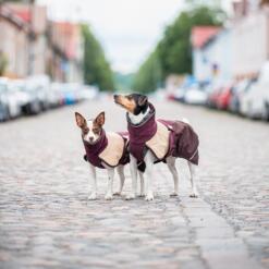 Twee honden in ArcticPomppa hondenwinterjas op een geplaveide straat