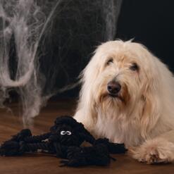 Hond met de Beeztees Flossy Spin, touwspeelgoed in de vorm van een zwarte spin