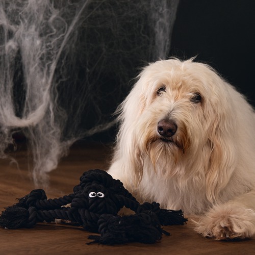Halloween hondenspeelgoed | Beeztees Flossy Spin flostouw 4 Hond met de Beeztees Flossy Spin, touwspeelgoed in de vorm van een zwarte spin