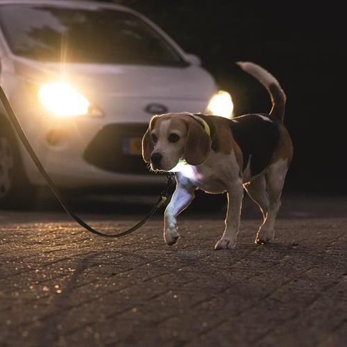 LED hondenriem Beeztees Parinca Premium | USB oplaadbaar 7 Avondwandeling met hond aan reflecterende riem in het licht van koplampen