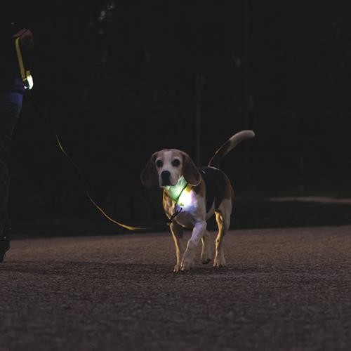 LED hondenriem Beeztees Parinca Premium | USB oplaadbaar 9 LED hondenriem met brandend licht bij het handvat tijdens een wandeling in het donker