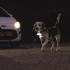 LED hondenriem Beeztees Parinca Premium | USB oplaadbaar 15 Begeleider en hond zichtbaar voor een naderende auto dankzij de LED bij het handvat