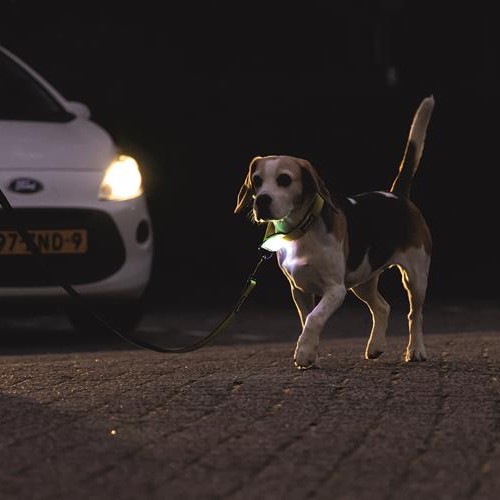 LED hondenriem Beeztees Parinca Premium | USB oplaadbaar 8 Begeleider en hond zichtbaar voor een naderende auto dankzij de LED bij het handvat