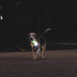 Lichtgevende halsband Beeztees Parinca Premium geel 15 Beagle met oplichtende LED halsband tijdens een avondwandeling