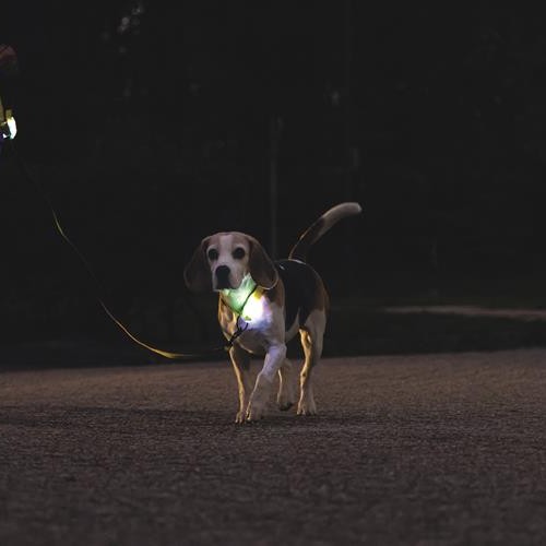 Lichtgevende halsband Beeztees Parinca Premium geel 8 Beagle met oplichtende LED halsband tijdens een avondwandeling