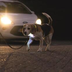 Lichtgevende halsband Beeztees Parinca Premium geel 17 Beagle aan de lijn met brandende LED halsband langs de weg