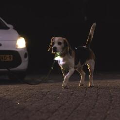 Lichtgevende halsband Beeztees Parinca Premium geel 16 Hond met lichtgevende halsband goed zichtbaar voor een auto in het donker