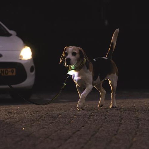 Lichtgevende halsband Beeztees Parinca Premium geel 9 Hond met lichtgevende halsband goed zichtbaar voor een auto in het donker