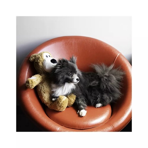 KONG Knots Wild Bear Jumbo: Stevige hondenknuffel met touw 5 Kleine hond ligt in een stoel naast een KONG Knots knuffelbeer