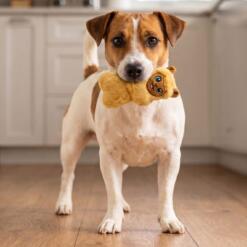 Kleine hond draagt de KONG Snuzzles Mini Llama hondenknuffel in zijn bek