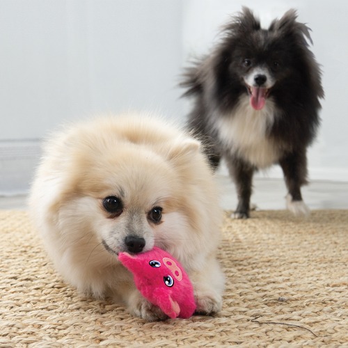 KONG Snuzzles Mini Pig XS Piepspeeltje 4 Kleine hond speelt met het KONG Snuzzles Mini Pig piepspeeltje